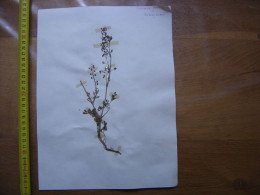 Annees 50 PLANCHE D'HERBIER Du Gard Herbarium Planche Naturelle 51 - Popular Art