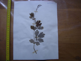 Annees 50 PLANCHE D'HERBIER Du Gard Herbarium Planche Naturelle 53 - Pop Art