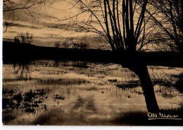 MONIER  Apres L'orage , Arbre Pres De L'eau - Monier