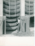 Photo Séchage Du Tabac En Herzégovine, Séchoir Vitré - Professions