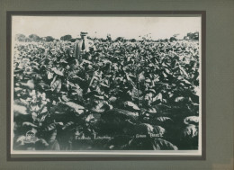 Photo De Plantations De Tabac Dans La Zone De Mata, Bahia Au Brésil En 1938 - Berufe