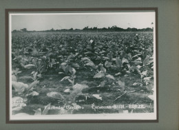 Photo De Plantations De Tabac Dans La Zone De Mata, Bahia Au Brésil En 1938 - Profesiones