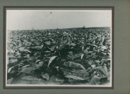 Photo De Plantations De Tabac Dans La Zone De Mata, Bahia Au Brésil En 1938 - Beroepen