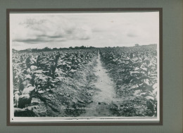 Photo De Plantations De Tabac Dans La Zone De Mata, Bahia Au Brésil En 1938 - Profesiones