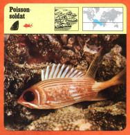 POISSON SOLDAT Animaux Animal Poissons Fiche Illustree Documentée - Dieren