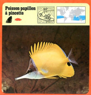 POISSON PAPILLON A PINCETTE  Animaux Animal Poissons Fiche Illustree Documentée - Animaux