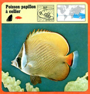 POISSON PAPILLON A COLLIER  Animaux Animal Poissons Fiche Illustree Documentée - Dieren