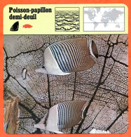 POISSON PAPILLON DEMI DEUIL  Animaux Animal Poissons Fiche Illustree Documentée - Dieren