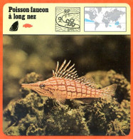 POISSON FAUCON A LONG NEZ  Animaux Animal Poissons Fiche Illustree Documentée - Tiere