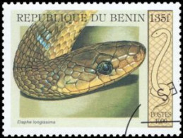 BENIN - Couleuvre D'Esculape (Elaphe Longissima) - Snakes