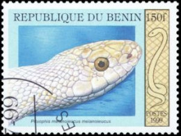 BENIN - Serpent Des Pins (Pituophis Melanoleucus) - Serpientes