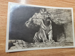 Postcard - Tigers   (32708) - Tigers