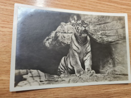 Postcard - Tigers   (32708) - Tijgers