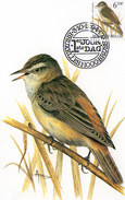 MC BUZIN / Phragmite Des Joncs / Rietzanger / Acrocephalus Schoenobaenus / Sedge Warbler / Schilfrohrsänger  1994 - Passereaux