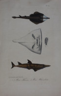 COLORED PRINT - FISHING - RAIE THOUIN  -  RAIE RHINOBATE     23.5 X 15.5 CM          ZIE AFBEELDINGEN - Estampes & Gravures