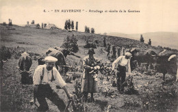 CPA 63 EN AUVERGNE ARRACHAGE ET RECOLTE DE LA GENTIANE - Auvergne Types D'Auvergne