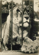 Animaux - Fauves - Lion - Mention Photographie Véritable - Carte Dentelée - CPSM Grand Format - Voir Scans Recto-Verso - Leoni