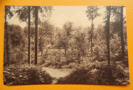 MONT-de-l'ENCLUS  -  KLUISBERG  - Vue Sous-bois - Mont-de-l'Enclus