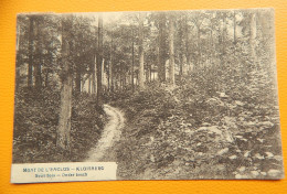 MONT-de-l'ENCLUS  -  KLUISBERG  -  Sous-bois  -  Onder Bos - Mont-de-l'Enclus