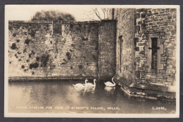 123983/ WELLS, Swans Ringing For Food At Bishop's Palace - Wells
