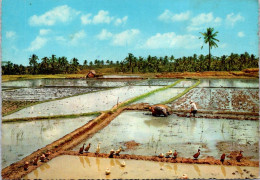 8-3-2024 (2 Y 26) Phillippines - Rice Planting In Sarwah - Philippines