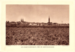 S10-013 Un Champ D'artichauts, Près De Saint-Pol-de-Léon - Lugares