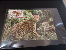 Macau: Leopard, Cat, Protected Species,  Maximum Card - Maximumkaarten