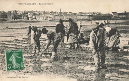 La Trinité Sur Mer * Bancs D'huitres * Ostréiculture Ostréiculteurs Villageois - La Trinite Sur Mer