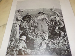 PHOTO VENDANGE PAYS DE BEZIERS  1921 - Non Classés