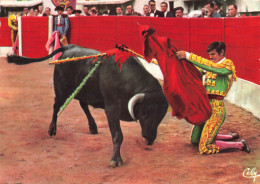 Corrida * Passe à Genoux Du Torero Toréador EL CORDOBES * Arène - Corrida