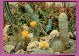 CACTUS Fleur Jaune Côte D'Azur Le Jardin Exotique De SANARY BANDOL 83 - Cactussen
