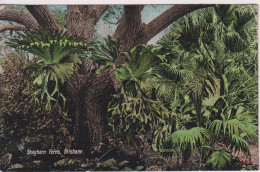 AUSTRALIA - Staghorn Ferns BRISBANE.  1908 Postmarks - Brisbane