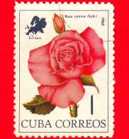 CUBA - Usato - 1965 - Fiori - Rosa Canina - 1 - Gebruikt