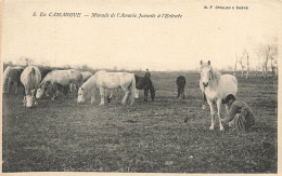 En Camargue * Manade De L'amarée * Juments à L'entrave * Chevaux - Autres & Non Classés