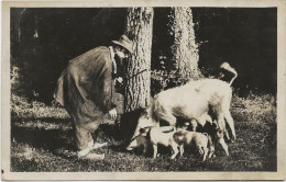 CARTE PERIGUEUX - L'APPRENTISSAGE,  TOUT LE MONDE TRAVAILLE A LA RECHERCHE DE LA TRUFFE .1943 - Cochons