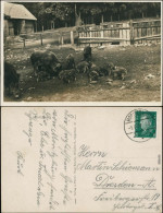 Ansichtskarte Moritzburg Wildscheine Mit Frischlingen - Gehege 1929  - Moritzburg
