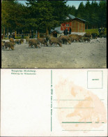Moritzburg Tiergarten Moritzburg - Fütterung Der Wildschweine 1914  - Moritzburg
