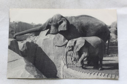 M164, Parc Zoologique Du Bois De Vincennes, Un éléphant D'Asie Femelle Et Micheline, Jeune éléphant D'Afrique - Éléphants