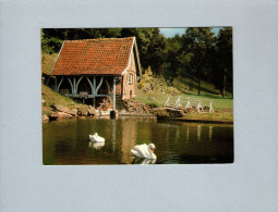 Naours (80) : Les Cygnes Au Moulin à Eau Aux Grottes - Naours