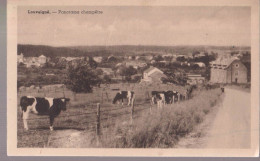 Cpa Louveigné   Vaches - Sprimont