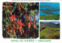 1 AK Irland / Ireland * Ring Of Kerry - Fuchsia Bells, View From Coomakista And Stone Fort At Staigue - County Kerry * - Kerry