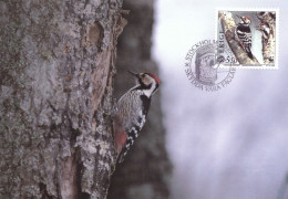 1994 - BIRD - WHITE-BACKED WOODPECKER - Maximum Cards & Covers