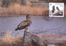 1994 - BIRD - WHITE-TAILED EAGLE (Haliaetus Albicilla) - Cartes-maximum (CM)