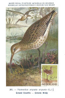 Carte Maximum - Oiseaux - Pays Bas - Maçarico Real - Grand Courlis - Eurasian Curlew - Numenius Arquata - Cartoline Maximum