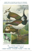 Carte Maximum - Oiseaux - Pays Bas - Abibe Comum - Vanneau Huppé - Northern Lapwing - Vanellus Vanellus - Maximumkarten (MC)