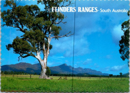 9-3-2024 (2 Y 31) Australia - SA - Flinders Range (tree) - Flinders Ranges