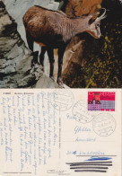 AK  "Gemse Chamois"  Achseten - Worblaufen - Worbboden       1974 - Briefe U. Dokumente