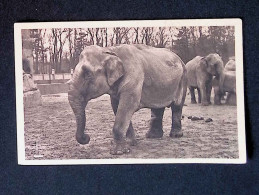 Cp, Animaux, Eléphant D'Asie, Parc Zoologique Du Bois De Vincennes, Vierge, Ed. Claude Coutel - Éléphants