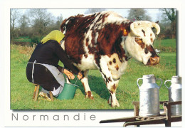 CPSM / CPM 10.5 X 15 Normandie  Vache  Traite Fermière Bidon Lait   Photo G. Manson - Haute-Normandie