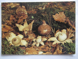 GEASTRE INDIFFERENT GEASTRUM TRIPLEX - Funghi